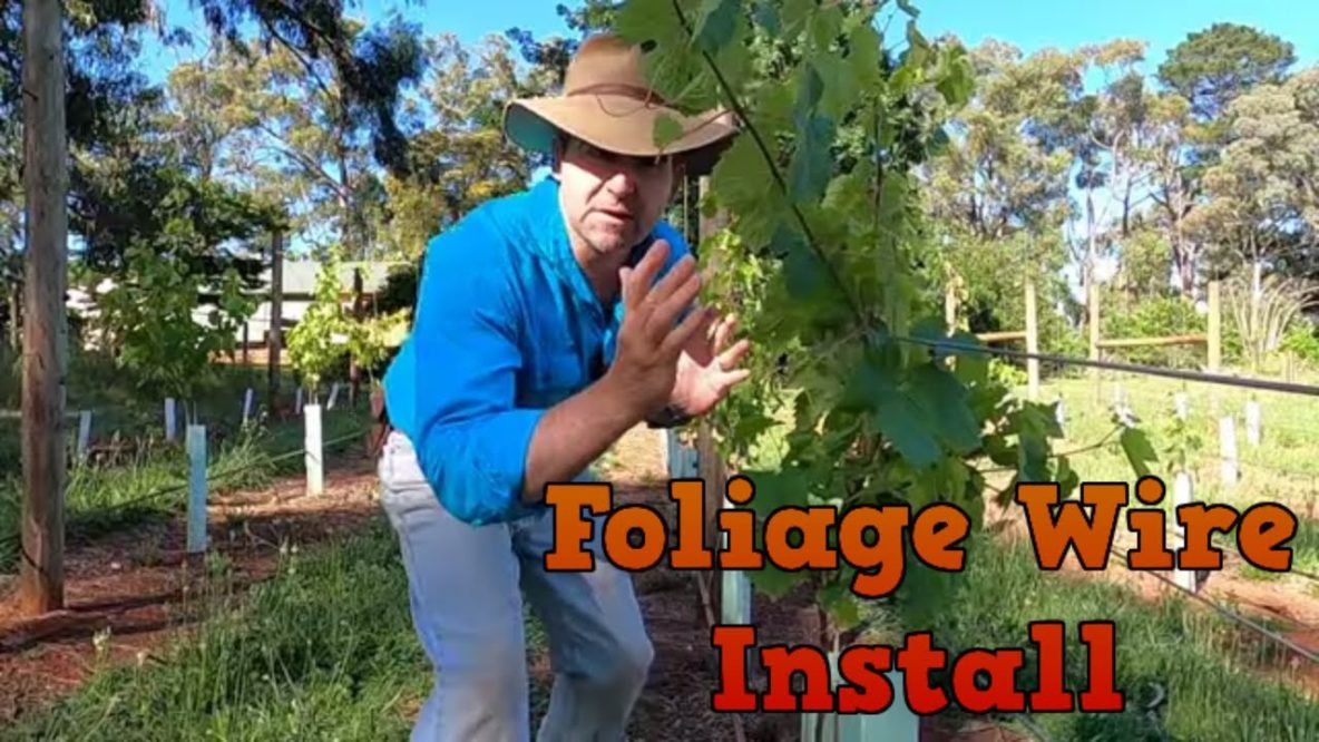 Image for installing foliage wires in a vineyard and tensioning short rows