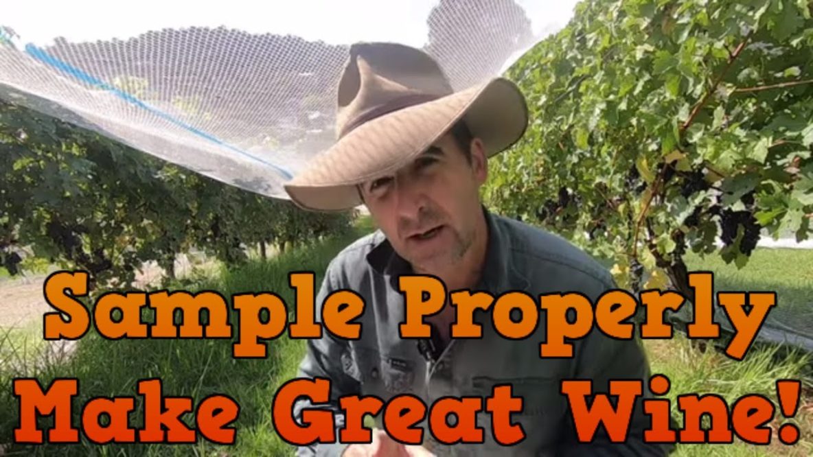 Image for how to test and pick grapes to make great wine