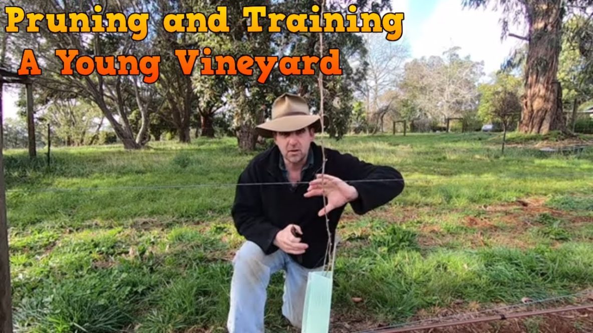 Image for pruning a young vineyard in the first year and running foliage wires