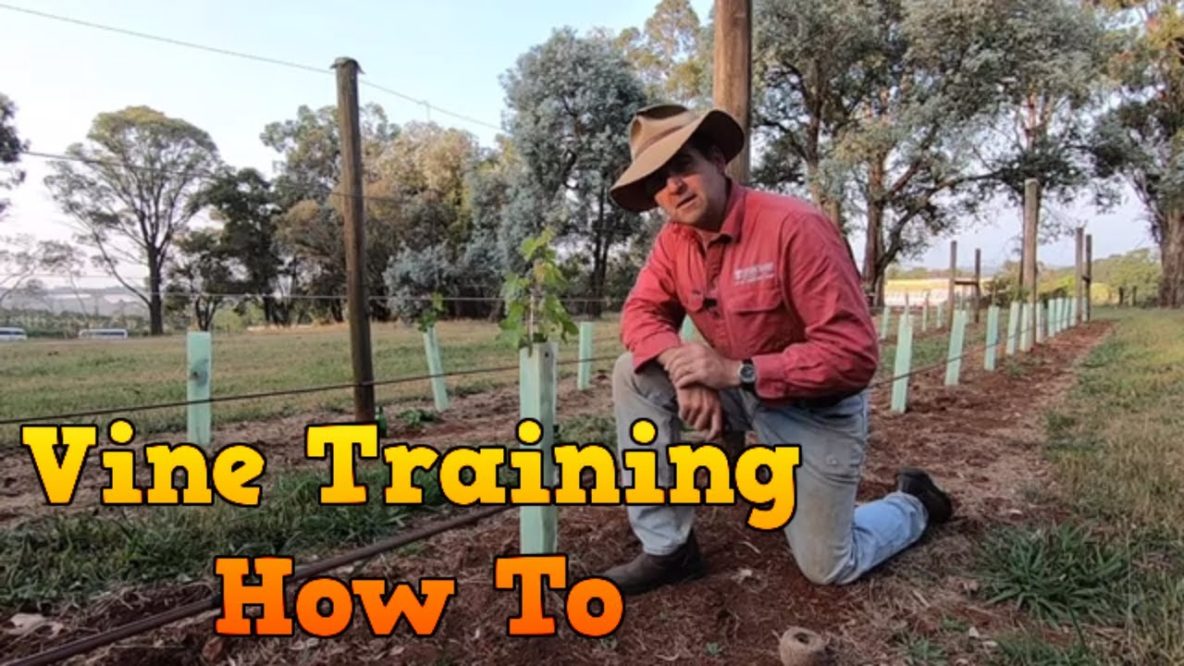 Image for vineyard update training the vines