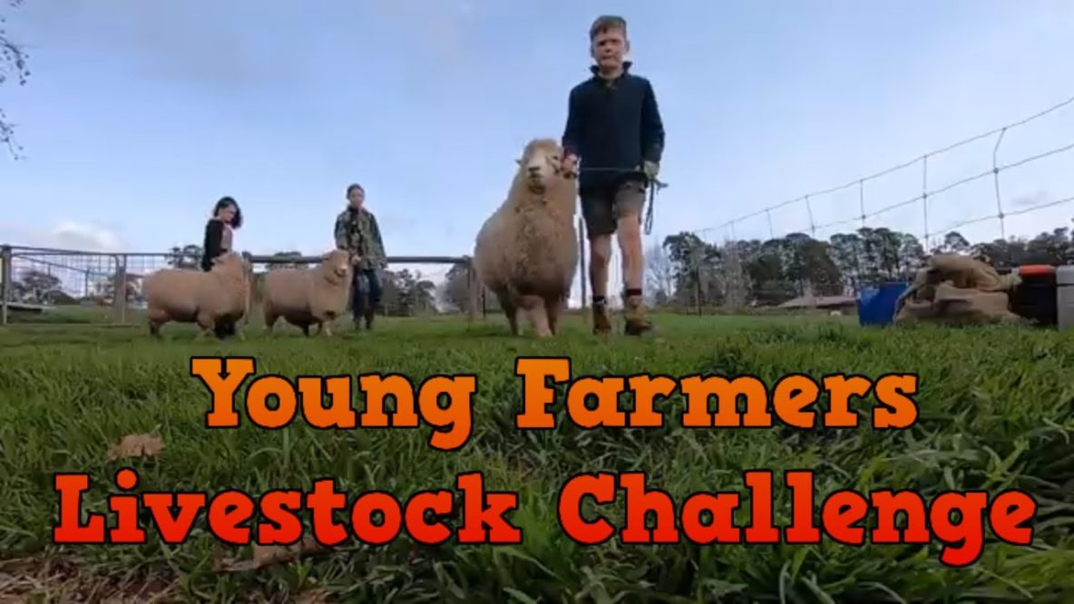 Image For Young Farmers Livestock Challenge 2019