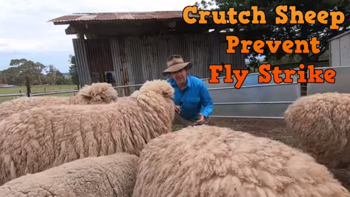 Image for crutch sheep using simple tools to prevent fly strike