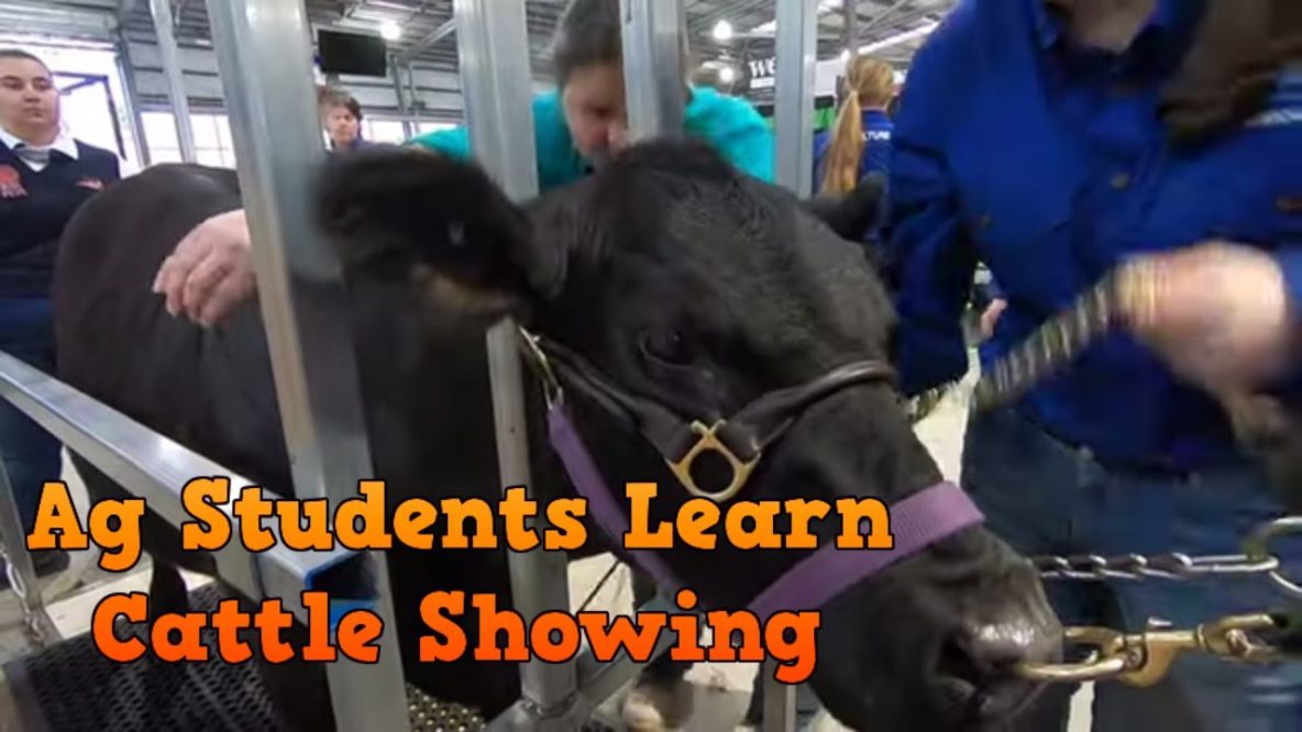 Image For Agriculture Students Learn To Show Cattle