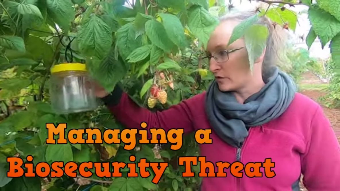 Image for biosecurity threat managed successfully by community effort. yarra valley fruit fly over the fence.