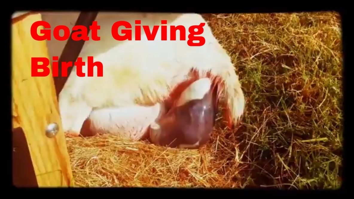 Image For Goat Birth