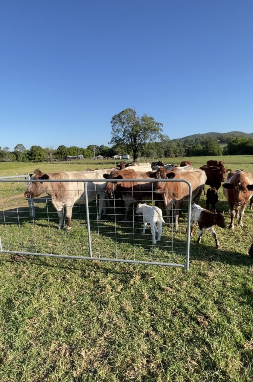 Farm Gates and Livestock - Safety and Commpromise