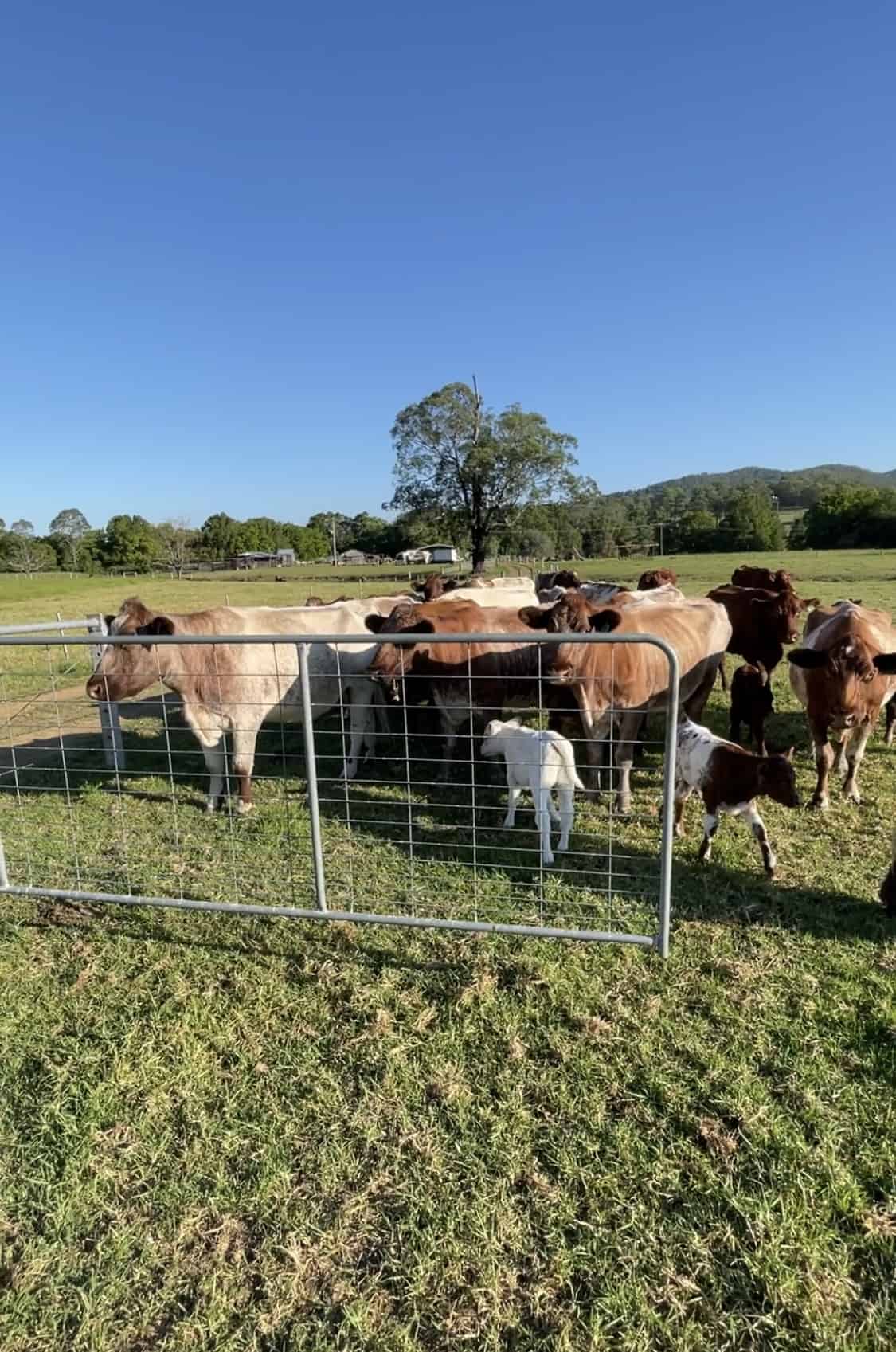 Farm Gates and Livestock - Safety and Commpromise