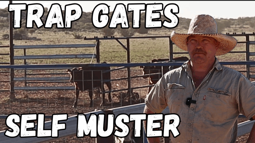 The End of Mustering Cattle? Trap Gates.